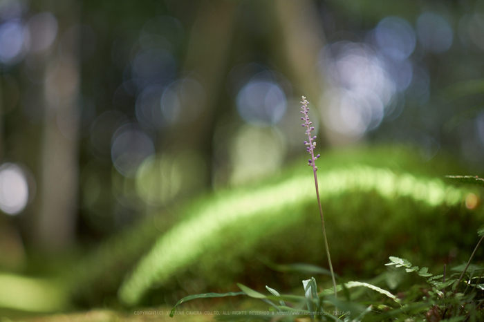 XT2F6159,56 mm(17-09-02)yaotomi.jpg