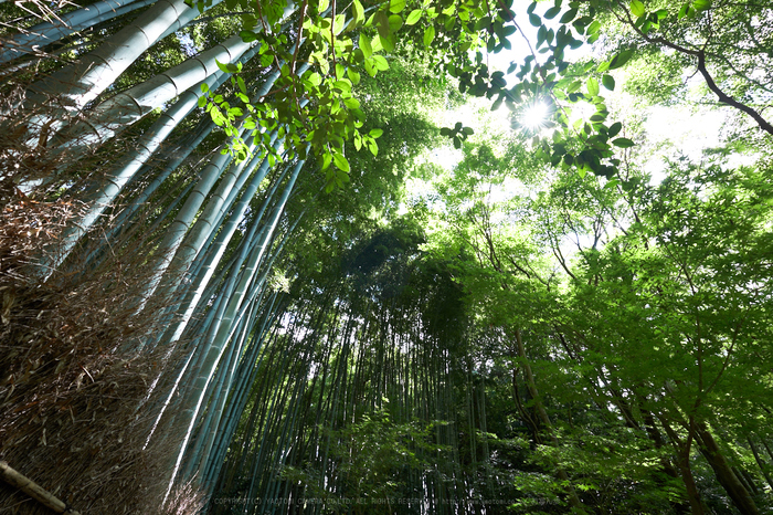 XT2F6175,10 mm(17-09-02)yaotomi.jpg