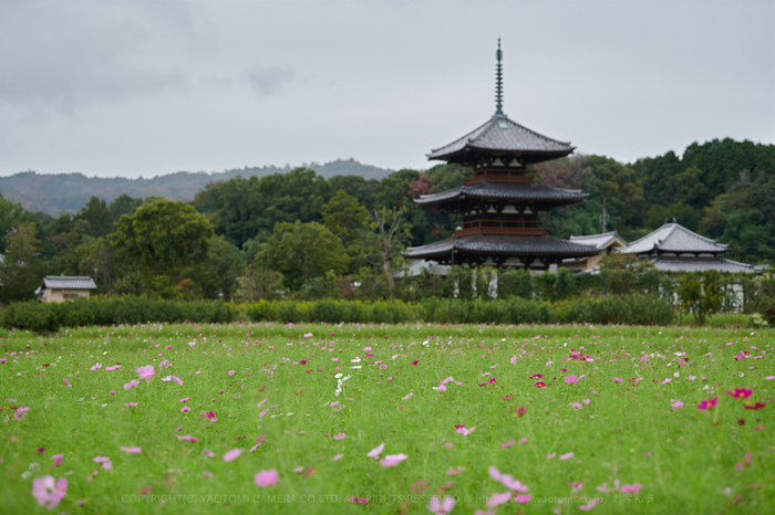 DSC_3420,2017yaotomi.jpg