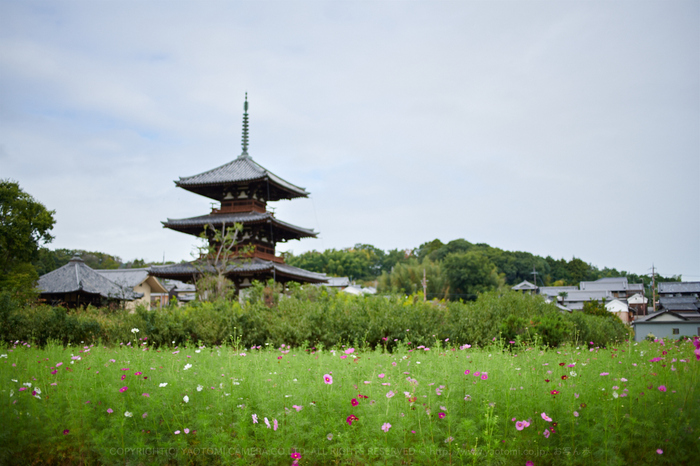 DSC_3453,2017yaotomi.jpg