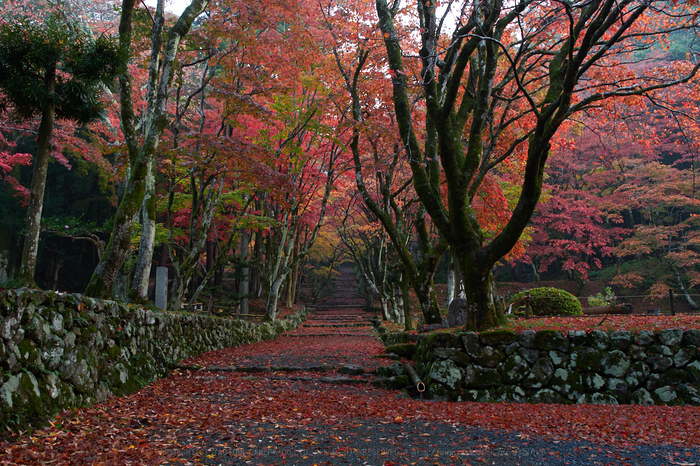 お写ん歩 Sigma 16mm F1 4 Dc Dn Contemporaryアーカイブ