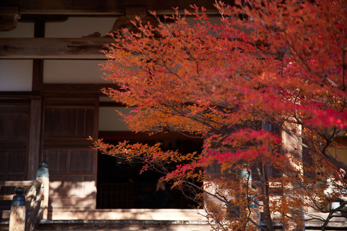お写ん歩: SIGMA 12-24mm F4 DG HSM Artアーカイブ お写ん歩: SIGMA 12-24mm F4 DG HSM Artアーカイブ