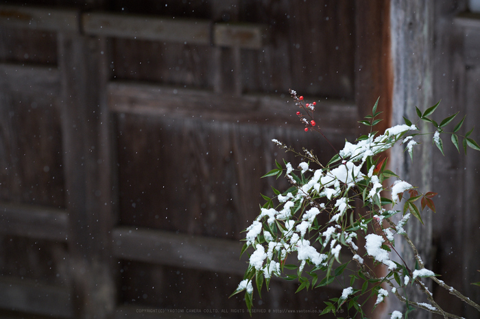 XT2F8621,90 mm2.8_yaotomi.jpg