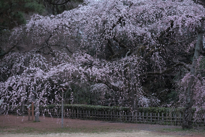 DSCF0359(PRO Neg,Std)_56 mm_F2_2018yaotomi.jpg