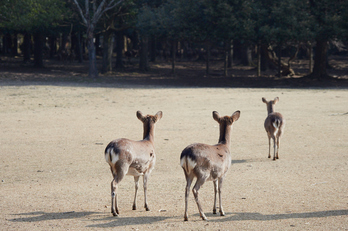 P2240083_86 mm_F4_2018yaotomi.jpg