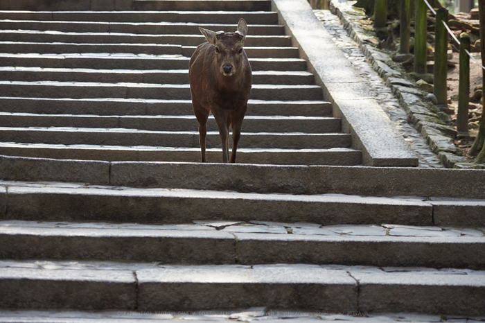 P2240385_100 mm_F4_2018yaotomi.jpg