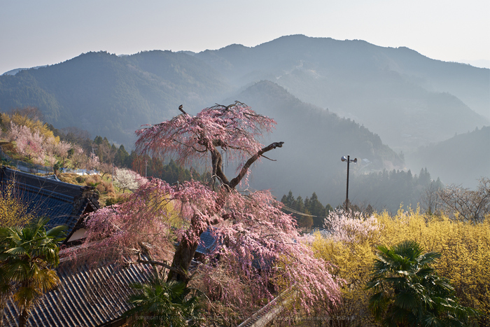 PK1_1006_35 mm_F8_2018yaotomi.jpg