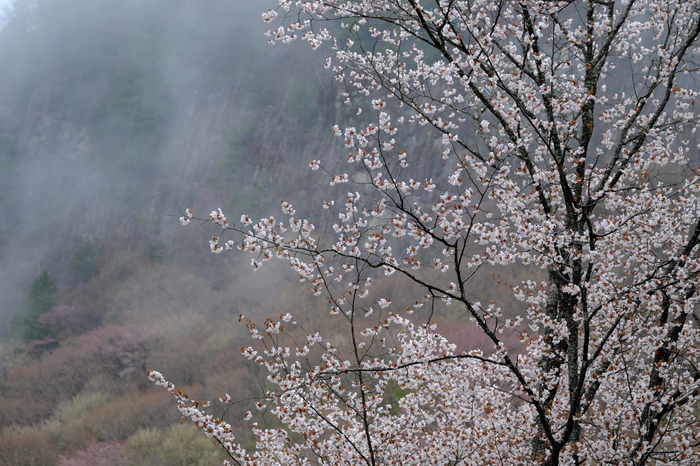 DSCF3138(1)_66 mm_F2.8_2018yaotomi.jpg