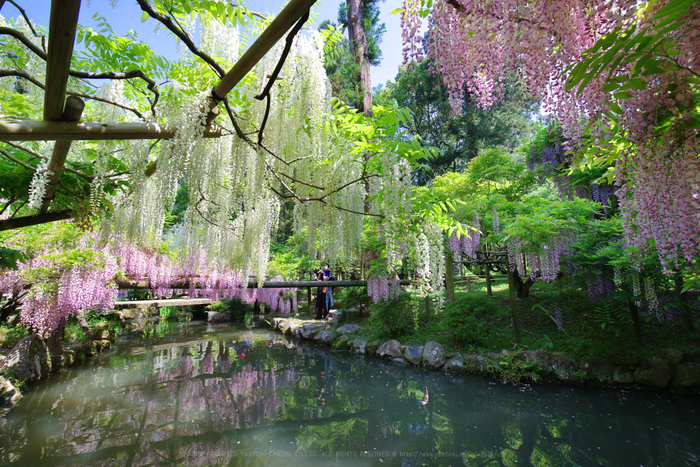 K1II2146_ps_15 mm(F9)iso100_2018yaotomi.jpg