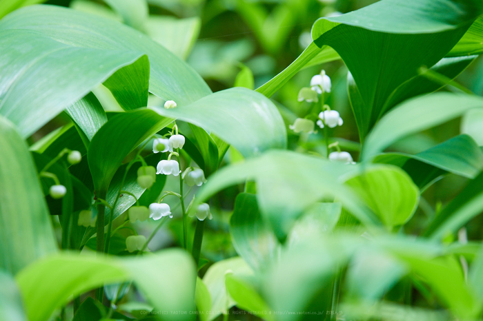 IMG_9257_400 mm(F7.1)iso100_2018yaotomi.jpg