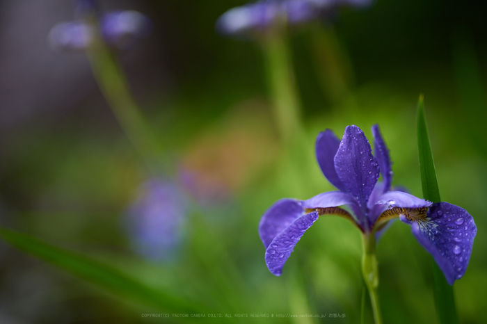 7II01308_50 mm(F1.4)iso100_2018yaotomi.jpg