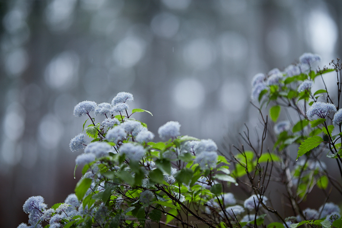 IMG_0070_105 mm(F1.4)iso100_2018yaotomi.jpg