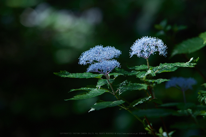 IMG_0490_210 mm(F6.3)iso160_2018yaotomi.jpg