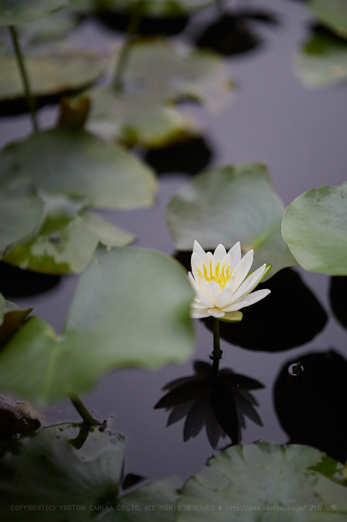 IMG_1117_105 mm(F1.4)iso100_2018yaotomi.jpg