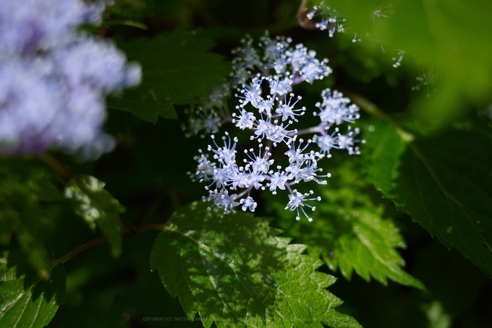 R2100004_18 mm(F2.8)iso100_2018yaotomi 1.jpg