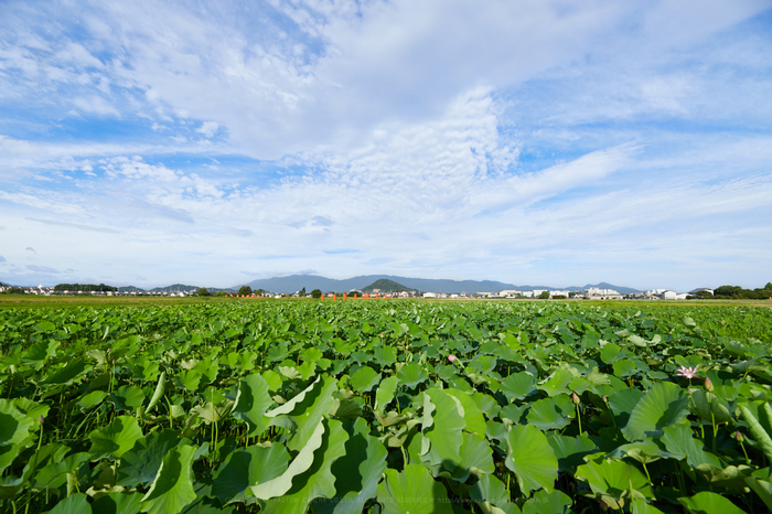 IMG_1221_14 mm(F8)iso100_2018yaotomi 2.jpg