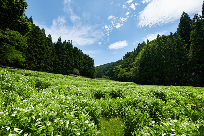 IMG_1360_14 mm(F8)iso100_2018yaotomi.jpg