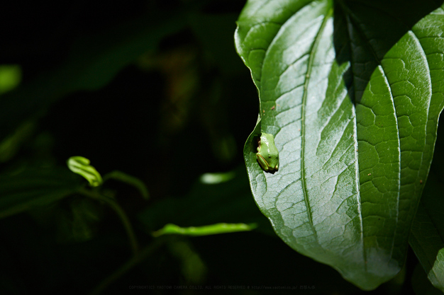 IMG_1428_400 mm(F6.3)iso100_2018yaotomi.jpg