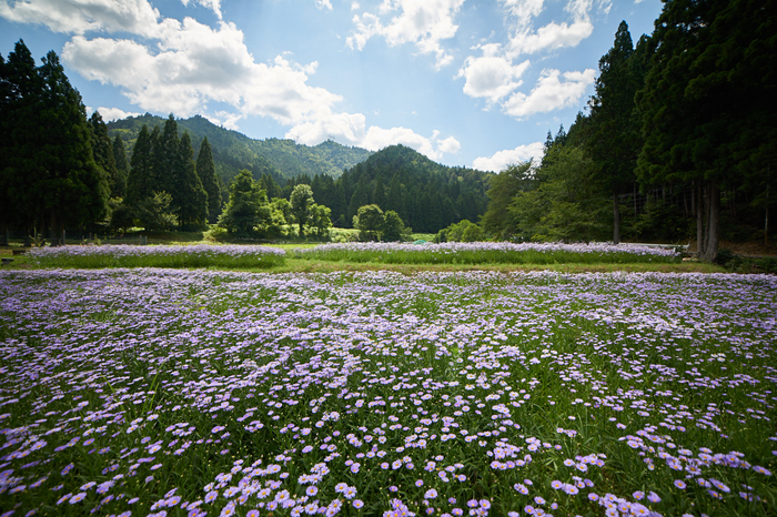 SAMYANG 14mm F2.8 ED AS IF UMC ニコンF 作例有 Samyang 14mm f/2.8 ED AS IF UMC Lens for Nikon F SY14MAE-N B&H