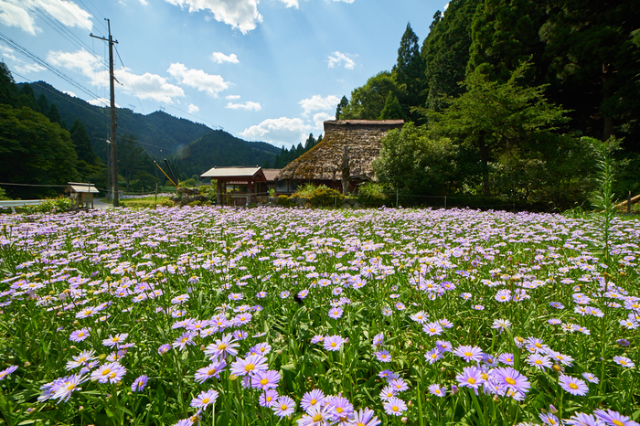 サムヤン 14mm F2.8 ED AS IF UMC を使ってみました ／ 京都 久