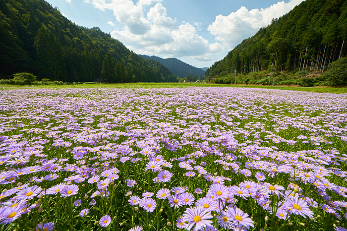 MF14mm F2.8 SAMYANG