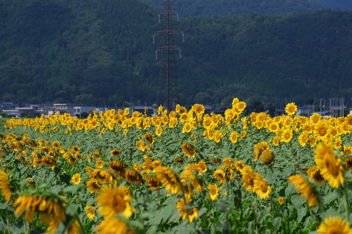 DSCF2732,EX20(107mm,F7,1iso200)_107 mm(F7.1)iso200_2018yaotomi.jpg