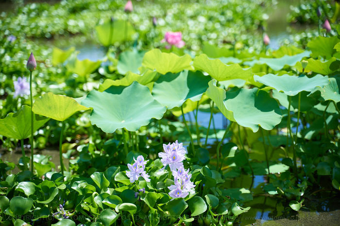 7II03138,75 mm,F2.8_iso100_2018yaotomi.jpg