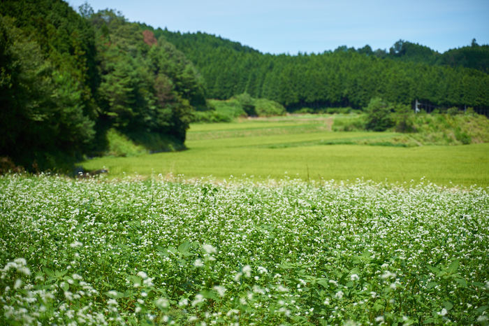 7II03254,66 mm,F2.8_iso100_2018yaotomi.jpg