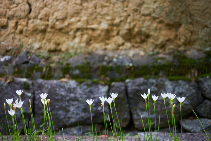 7II03409,50 mm,F1.4_iso100_2018yaotomi.jpg