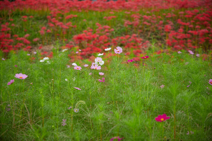 IMG_3744_70 mm(F2.8)iso100_2018yaotomi.jpg