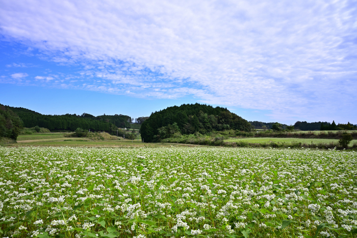 DSC_0321NX-D_24 mm(F11)iso100_2018yaotomi.jpg