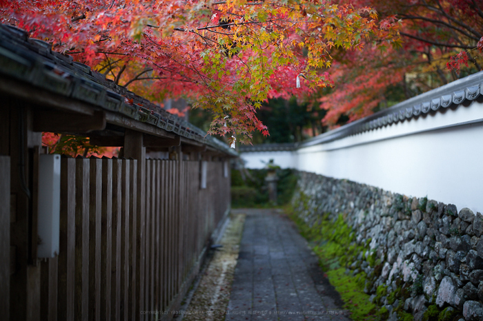 IMG_4116_40 mm(F1.4)iso200_2018yaotomi.jpg