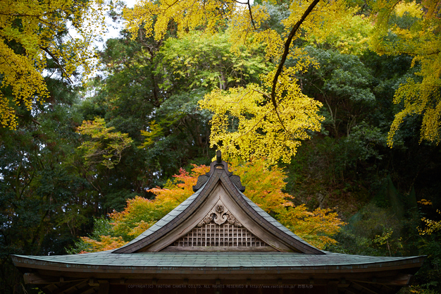 IMG_4699_40 mm(F1.4)iso100_2018yaotomi.jpg