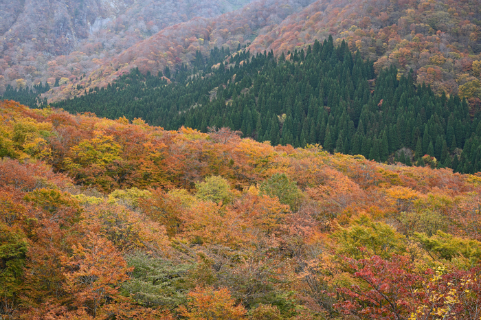 DSC_1663NX-D,60 mm,F8_iso160_2018yaotomi.jpg