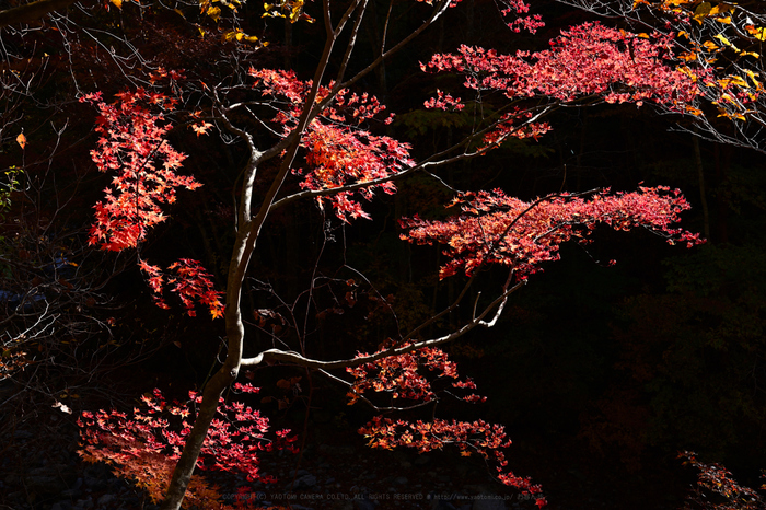 DSC_2118NX-D_45 mm(F8)iso100_2018yaotomi.jpg