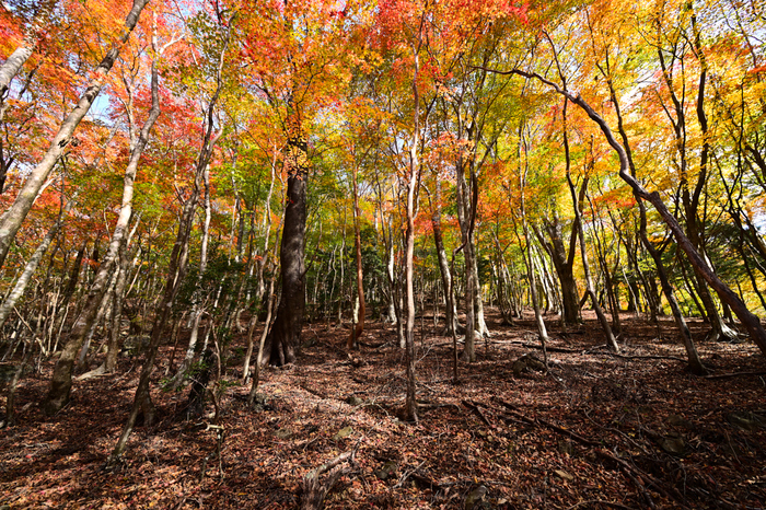 DSC_2127NX-D_14 mm(F10)iso100_2018yaotomi.jpg