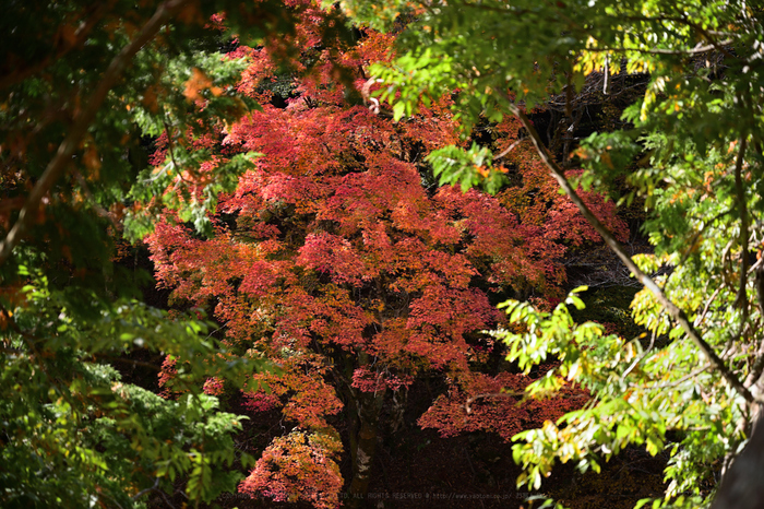 DSC_2176NX-D_70 mm(F4)iso100_2018yaotomi.jpg