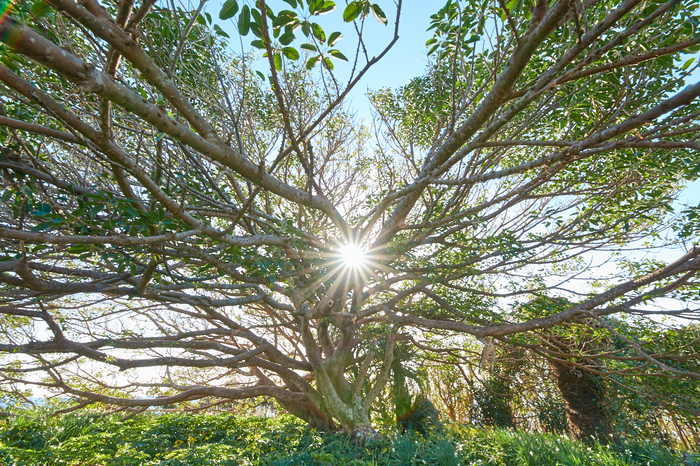 IMG_0502_14 mm(F14)iso100_2018yaotomi.jpg