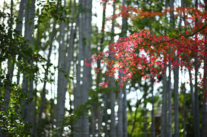 DSC_1305NDX_85 mm(F1.8)iso100_2018yaotomi.jpg