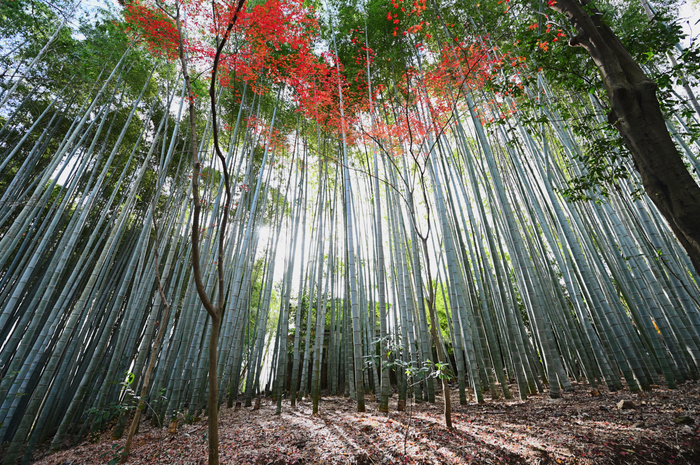 DSC_1316NDX_14 mm(F8)iso100_2018yaotomi.jpg