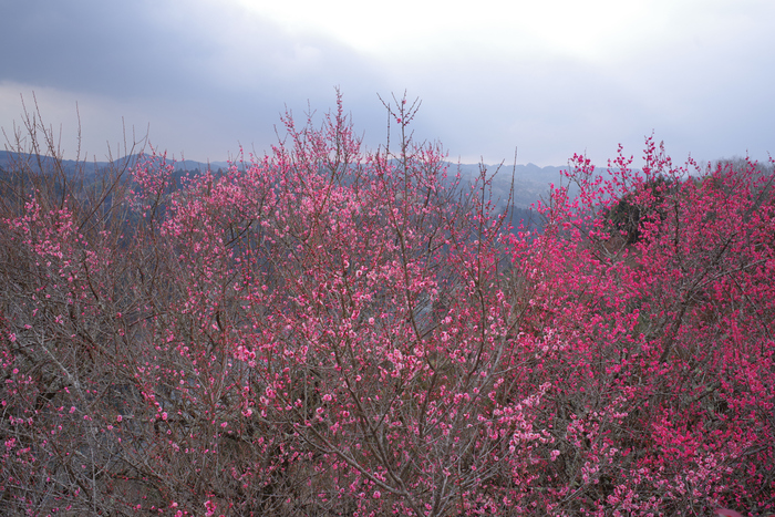 K1II4297,35 mm,F8,1-60 秒,iso100.jpg