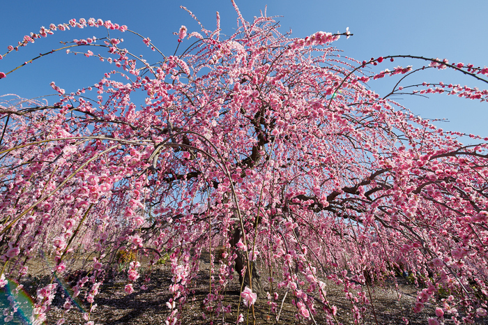 IMG_3657,15 mm,F10,1-125 秒,iso125.jpg