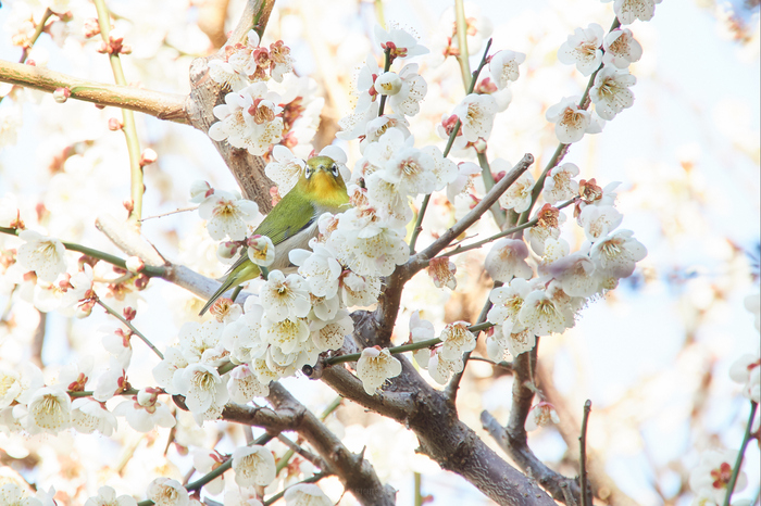 P2230404,200 mm,F6.3,1-100 秒,iso200.jpg