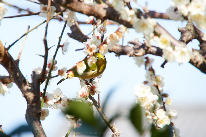 P2230604,200 mm,F6.3,1-200 秒,iso200.jpg