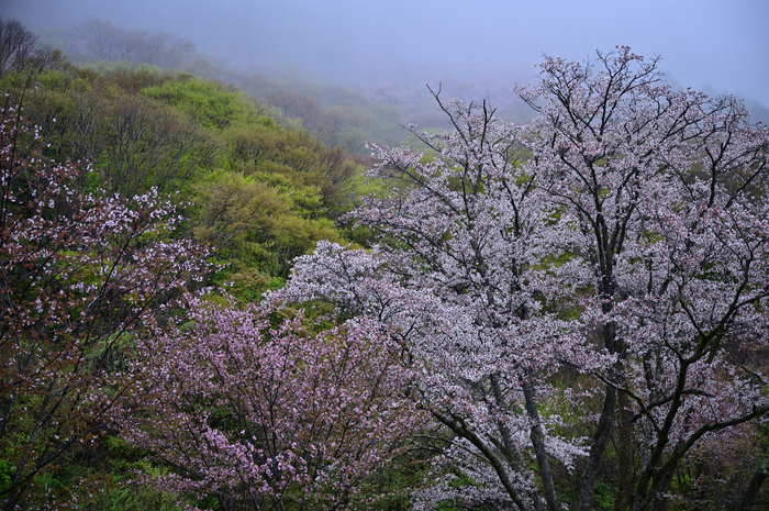 DSC_1058_NDXko_2019yaotomi.jpg