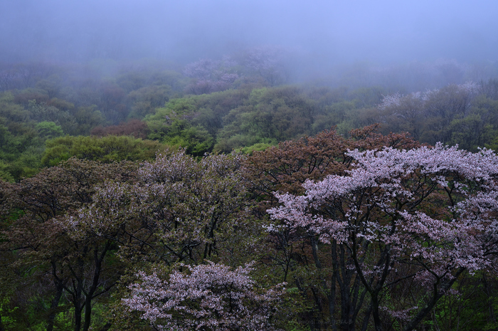 DSC_1116_NDXko_2019yaotomi.jpg