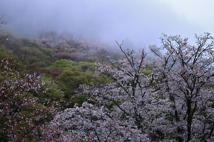 DSC_1154_NDXko_2019yaotomi.jpg