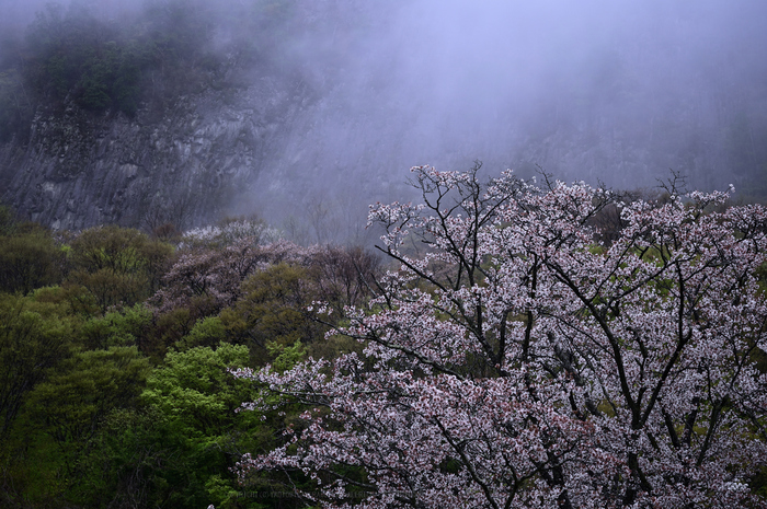 DSC_1164_NDXko_2019yaotomi.jpg