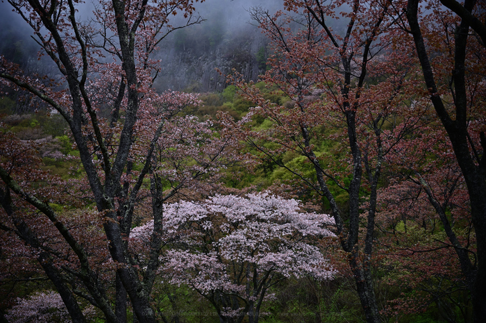 DSC_1339_NDXko_2019yaotomi.jpg