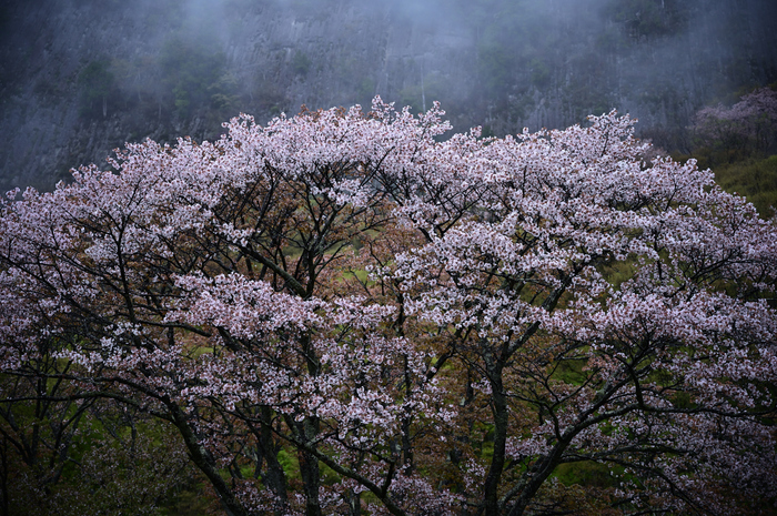 DSC_1377_NDXko_2019yaotomi.jpg